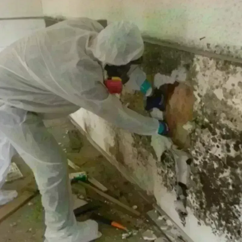 Mold Remediation and Removal in Rocksprings, TX